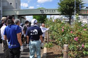 区役所バラ剪定1