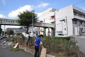 区役所バラ剪定3