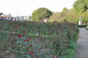 与野公園バラ1