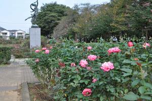 与野公園バラ2-1