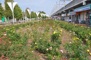 駅前公園バラ2-3