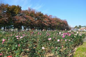 与野公園バラ8－2