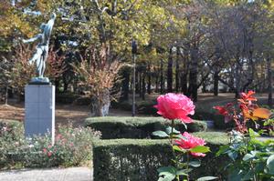 与野公園バラ8－3