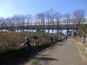 与野公園バラ剪定3
