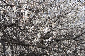 与野公園梅1