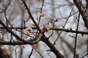 与野公園梅9
