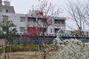 南与野駅周辺春3