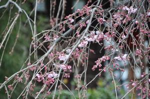 円乗院千代桜5