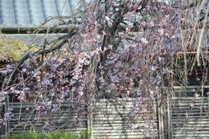 圓乘院桜2