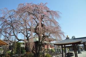 圓乘院桜4