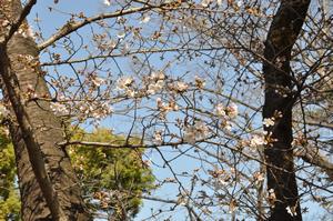 与野公園桜3