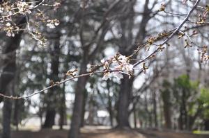 与野公園桜6