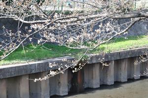 鴻沼川桜1