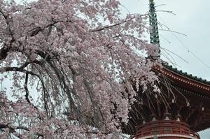 圓乘院桜5