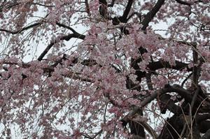 圓乘院桜6