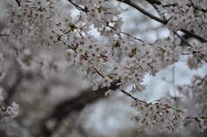 与野公園桜3