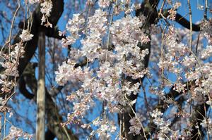 圓乘院桜8