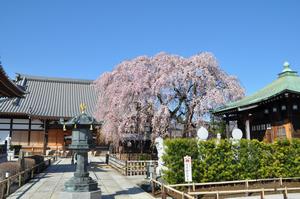 圓乘院桜9