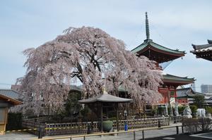 圓乘院桜1