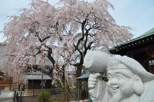 圓乘院桜3