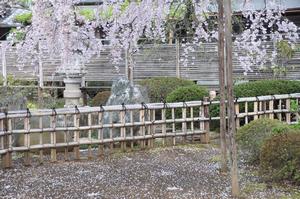 圓乘院桜5