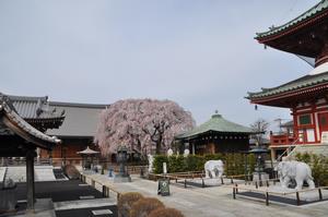 圓乘院桜6