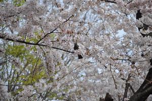 与野公園4
