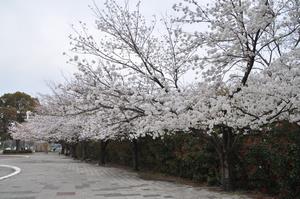 中央公園2