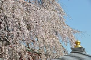 圓乘院桜8