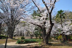与野公園7