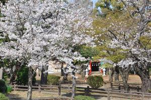 与野公園8
