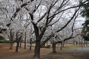 八王子公園1