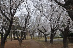 八王子公園2