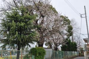 与野南小