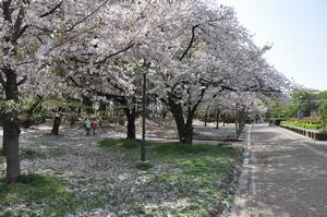 与野公園桜3