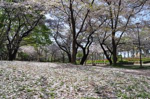 与野公園桜4