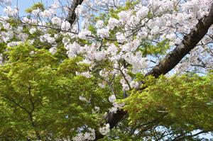 与野公園桜7