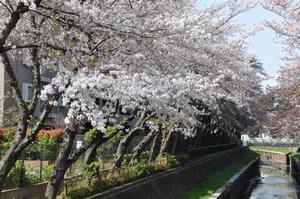 八幡通り付近桜