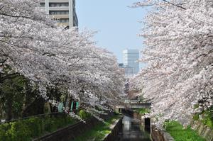八幡小南側付近桜