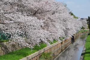 たつみ通り付近桜