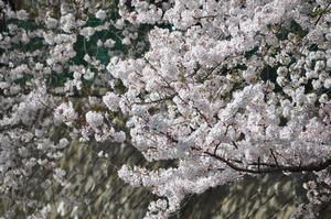 中央公園付近桜2