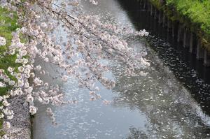 鈴谷小付近桜3