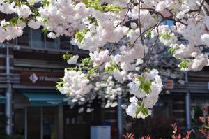 与野駅前通り桜2