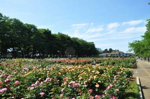 与野公園2