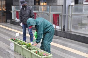 北与野花植え5