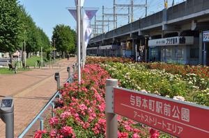 駅前公園バラ3