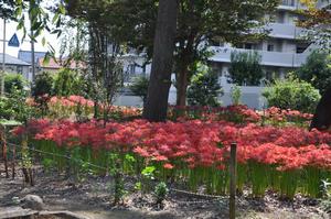 氷川神社ヒガンバナ2