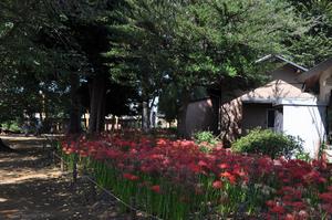 氷川神社ヒガンバナ3