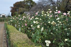 与野公園4