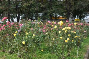 与野公園5